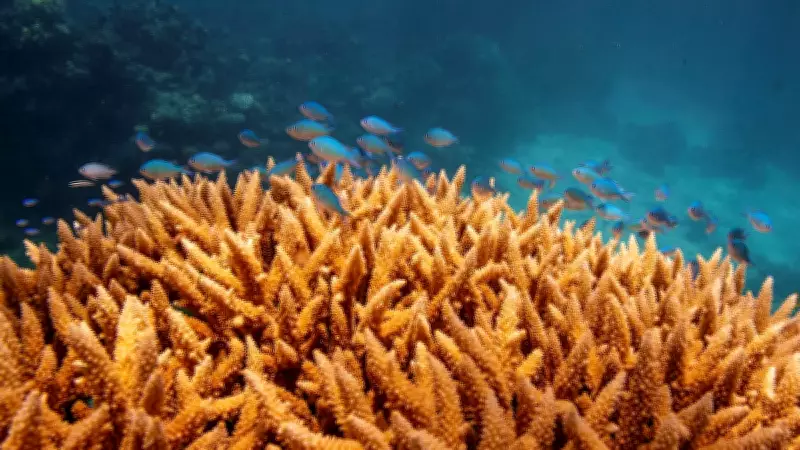 Scientists Find 64K Sq Miles of Coral Reef That Can Survive Climate Crisis