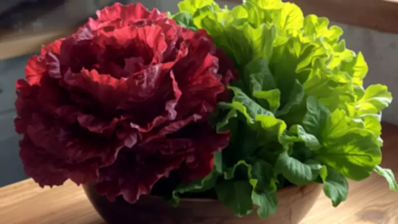 Scientists Turn Red Lettuce Green by Editing Its DNA, Boosting Nutrients