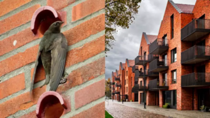 Scotland First UK Nation to Mandate Bird-Friendly Swift Bricks in New Buildings
