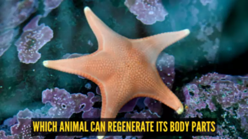 Sea Stars Regrow Limbs: Nature's Most Amazing Regeneration Trick