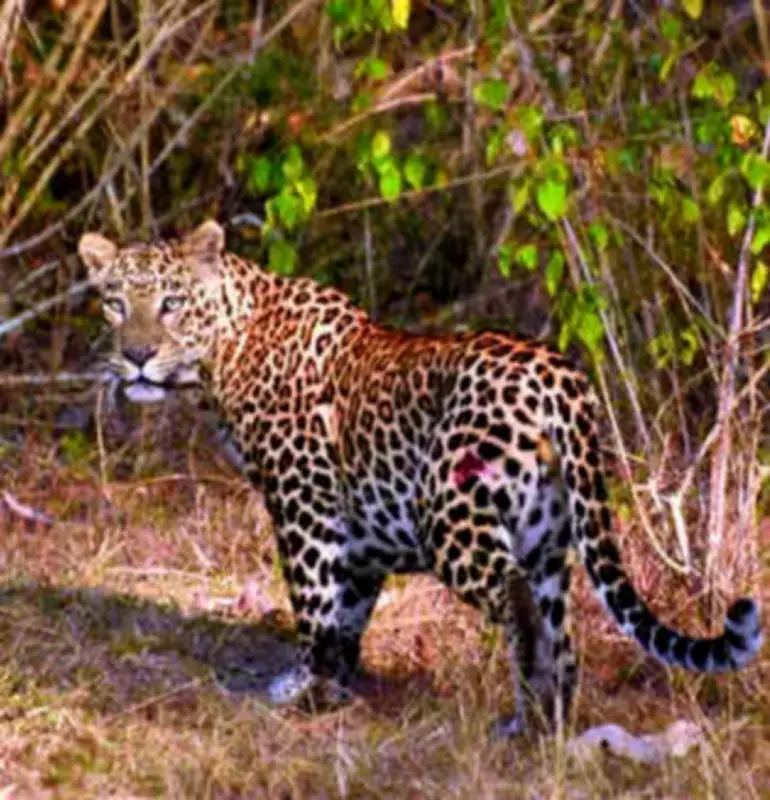 Second Leopard Attack in Satara Village Within a Month Injures Farmer