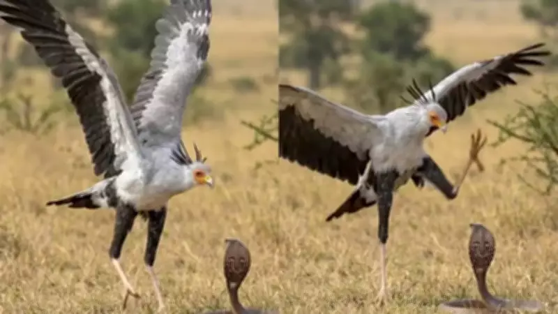 Secretary Bird's Snake Hunting Kicks Go Viral on Instagram
