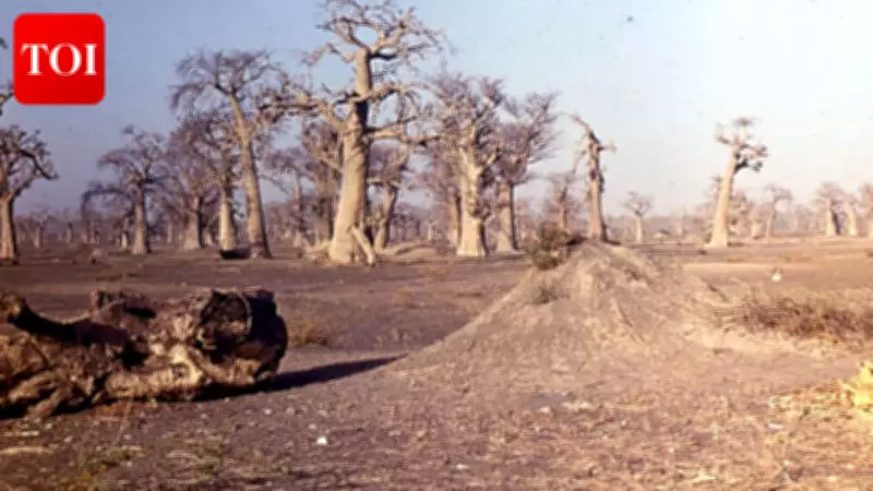 Senegal Mangrove Carbon Credits Called 'Ghost Carbon' by Researchers