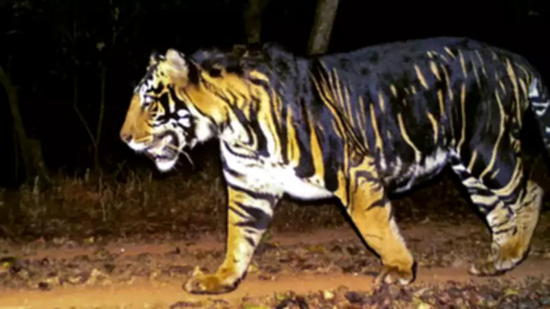 Severed Legs Found in Similipal Tiger Reserve, Odisha