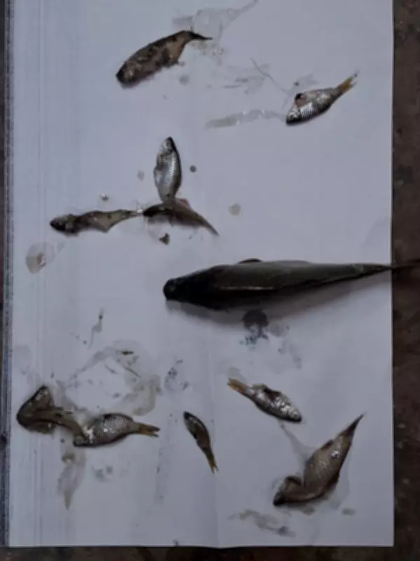 Sewage Kills Fish in Ratti Stream: HPSPCB Issues Show-Cause Notice to Mandi Industrial Authority