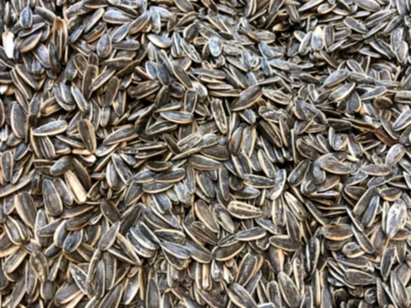 Shahabad Market Committee Suspends License of Commission Agent in Sunflower Procurement Row
