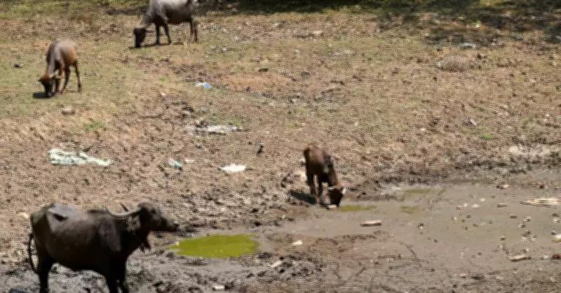 Shrinking Water Bodies in Karnataka's Dharwad District Raise Alarm