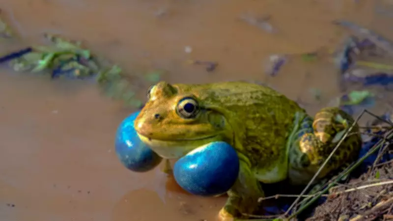 Silent Monsoon Threatens Western Ghats Frogs in Karnataka
