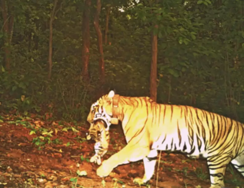 Similipal Tiger Reserve Installs 20 Camera Traps to Monitor Tigress Zeenat and Cubs