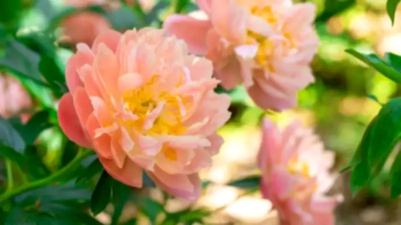 Simple gardening tricks to keep peonies from flopping over after bloom