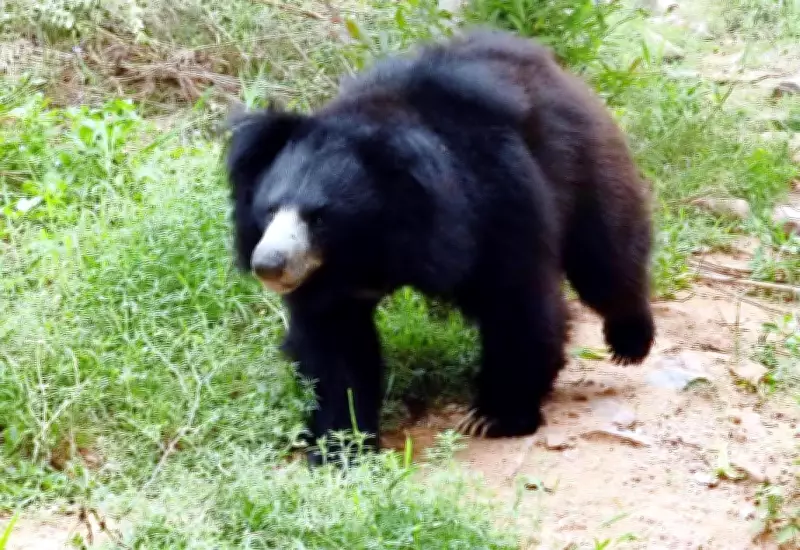 Sloth Bears Aid Forest Regeneration by Dispersing Seeds, Study Finds