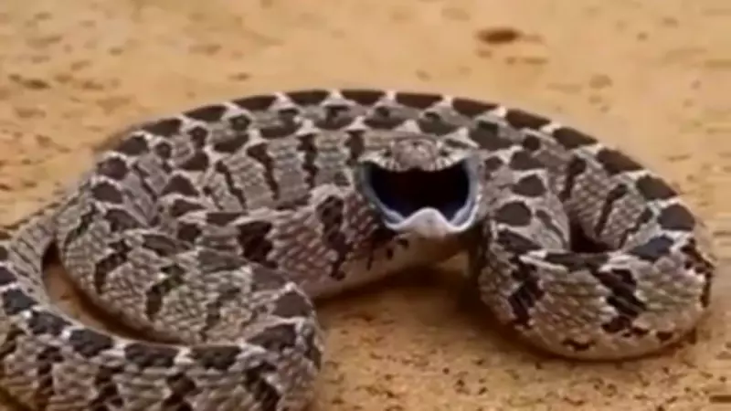 Snake video goes viral for hilarious expressions, leaves netizens in splits
