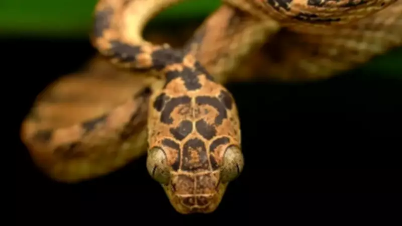 Snakes of Western Ghats: A World of Diversity and Conservation Needs