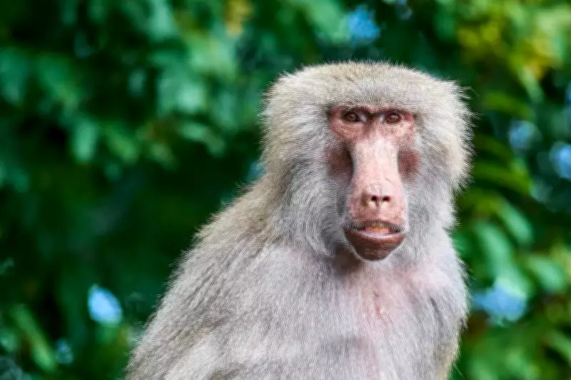 South African Village Masters Peaceful Coexistence with Wild Baboons