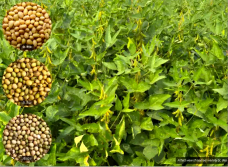 Soybean emerges as key alternative to break paddy-wheat cycle: PAU experts