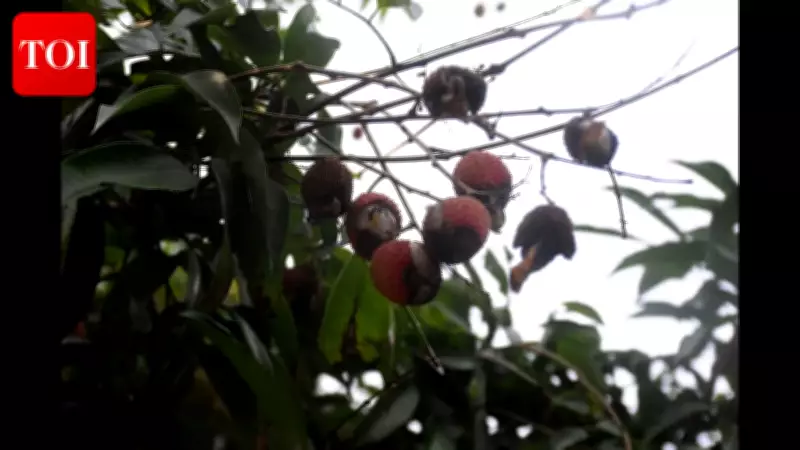 Stink Bug Infestation and Climate Change Devastate Bihar's Shahi Litchi Crop