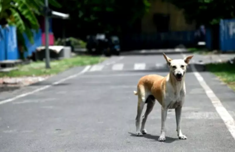 Stray Dog Attacks Four in Alappuzha, Infant and Elderly Woman Injured