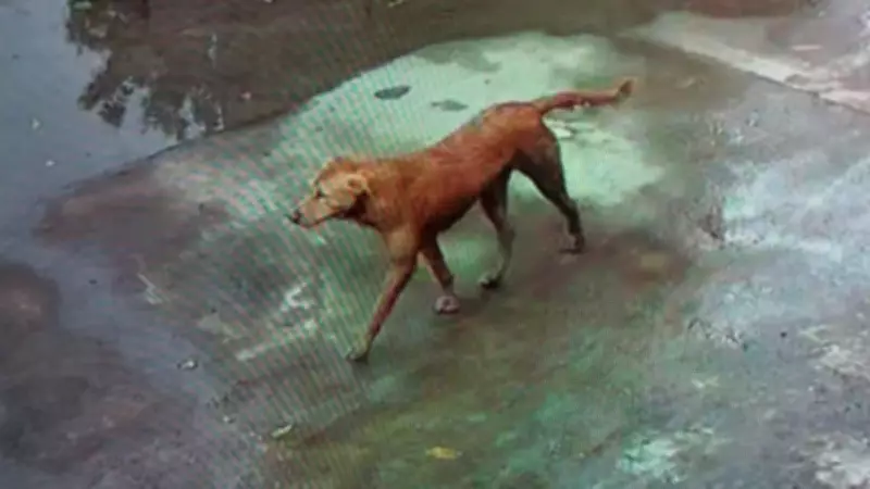 Stray Dog Bites 42 People in 10 Hours in Indore, Alert Issued