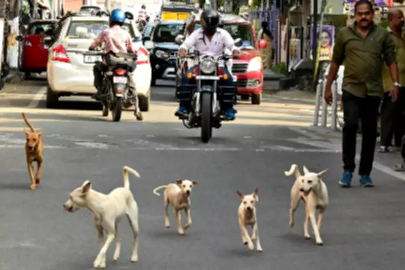 Stray Dog Mauls Thiruvananthapuram Man, Causes Severe Eye Injuries