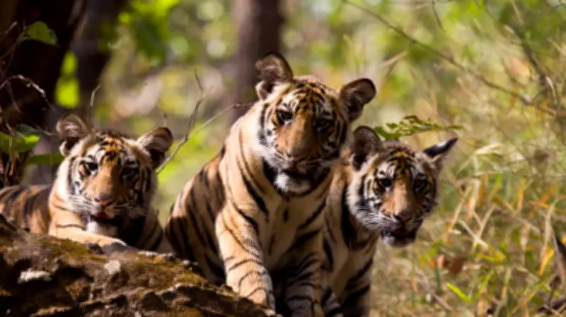 Study: Tiger Coexistence Must Be Shared, Negotiated Process