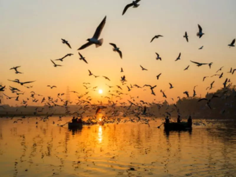 Sultanpur Park deploys AI cameras and drones for Haryana's first digital bird census