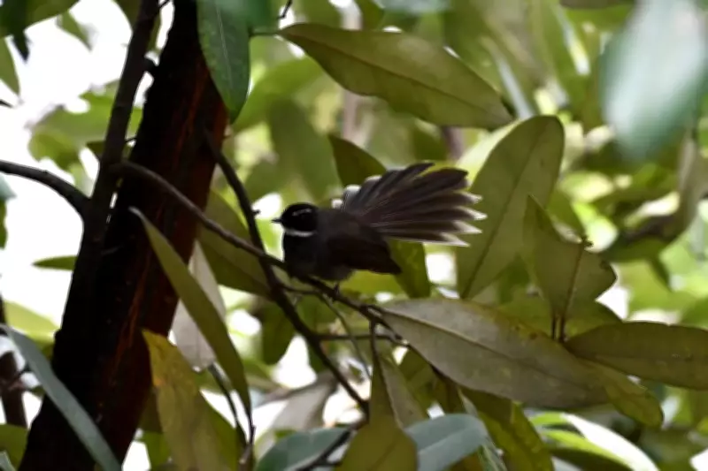 Sundari Trees in Kolkata Attract Rare White-Throated Fantail Birds