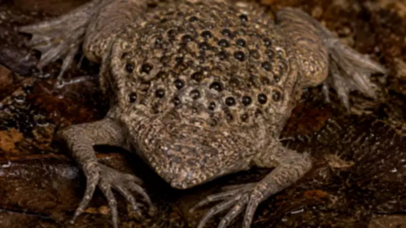 Surinam Toad: Unique Frog Carries Eggs on Its Back, Births Live Young