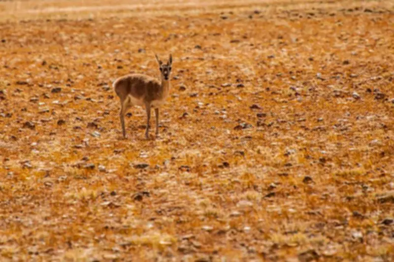 SUV seized for chasing endangered Tibetan Gazelle in Ladakh