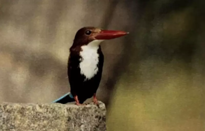 Tamil Nadu wetland bird population rises to 6 lakh in 2026