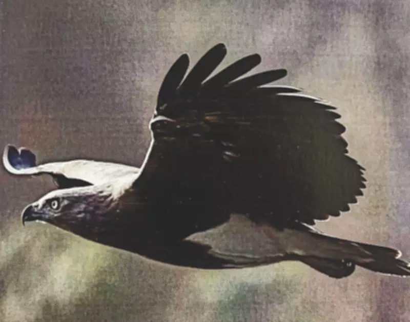 Tamil Nadu's First Raptor Census Documents 68 Species of Birds of Prey