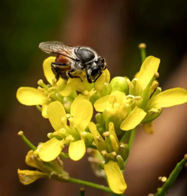 Teen Injured After Bee Attack While Plucking Fruits in Thane
