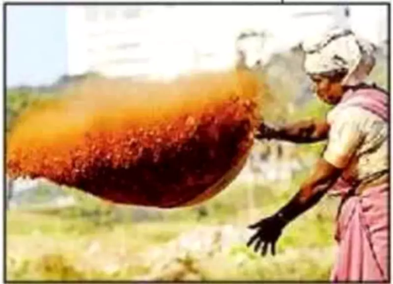 Telangana Wage Reform: Building a Predictable Future for Workers