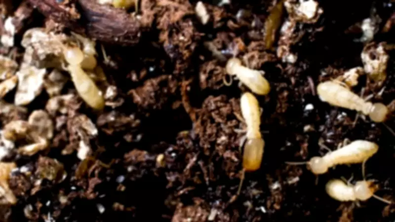 Termites in Garden: Friend or Foe? Expert Tips to Protect Your Home
