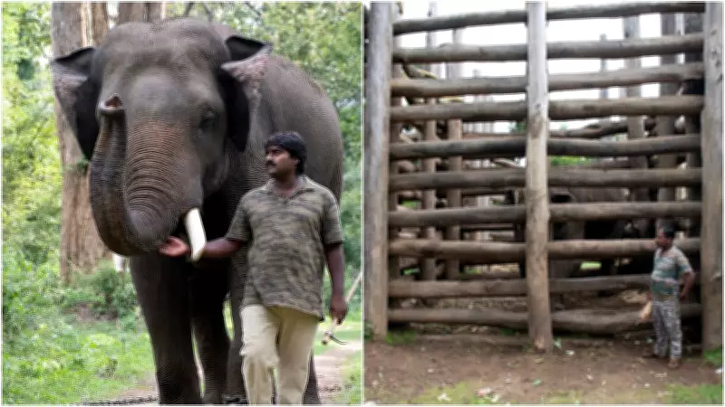 The Men Who Walk Beside Elephants in Karnataka's Forest Camps