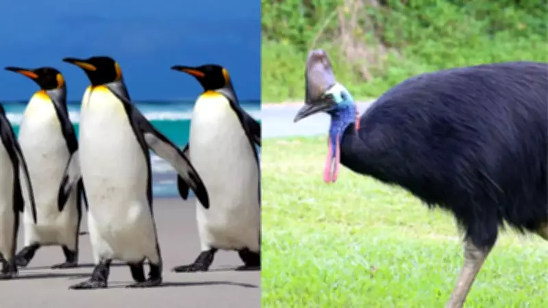 The Shocking Truth About Birds With Wings That Never Fly