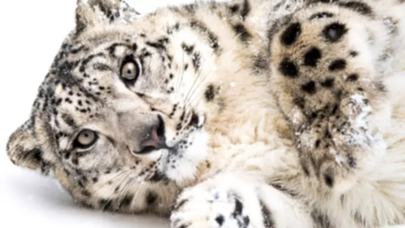 The Snow Leopard: Ghost of the Himalayas Facing Extinction Crisis