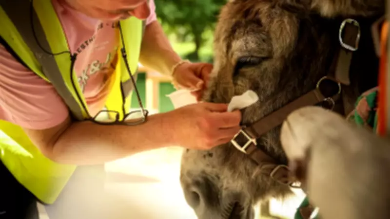 Therapy donkeys help patients at French psychiatric hospital