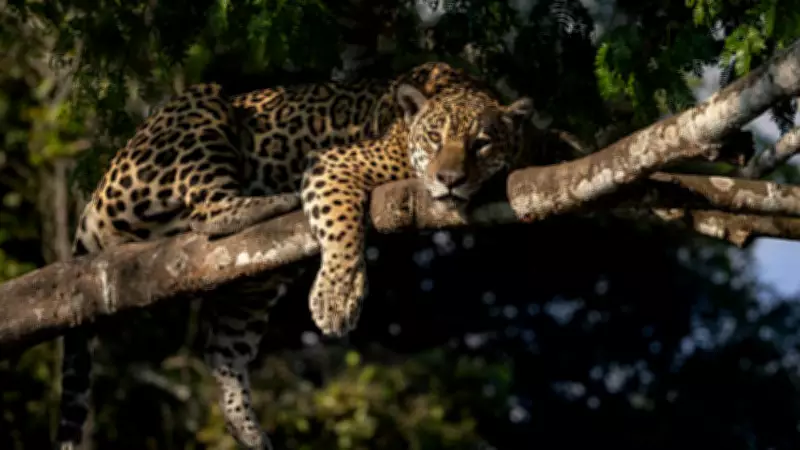 This Wild Cat Can Crush a Skull with One Bite: The Jaguar's Power