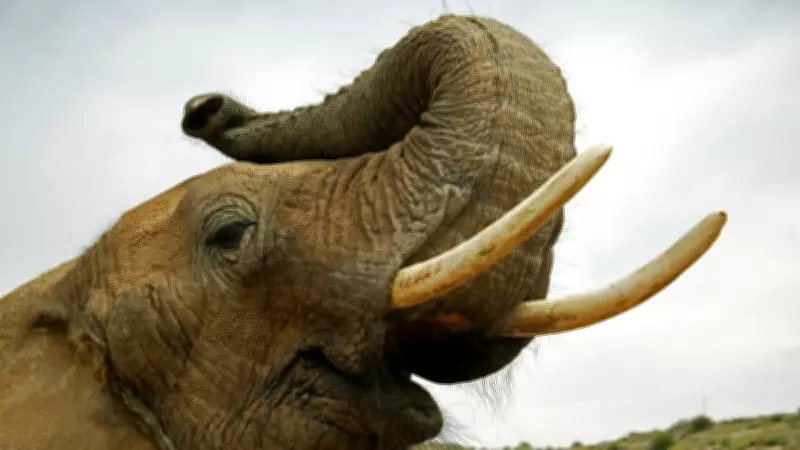 Three Arrested for Attempting to Sell Elephant Tusks in Mangaluru