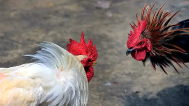 Three Arrested for Cockfight Gambling in Karnataka's Bantwal Taluk