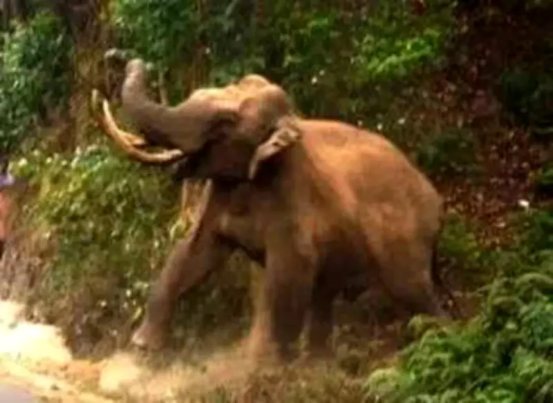 Three Injured in Two Wild Elephant Attacks in Kerala's Attappadi