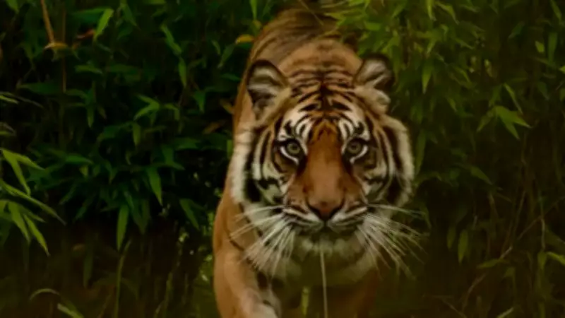 Tiger attacks motorcycle-borne couple in Katarniaghat, woman critically injured