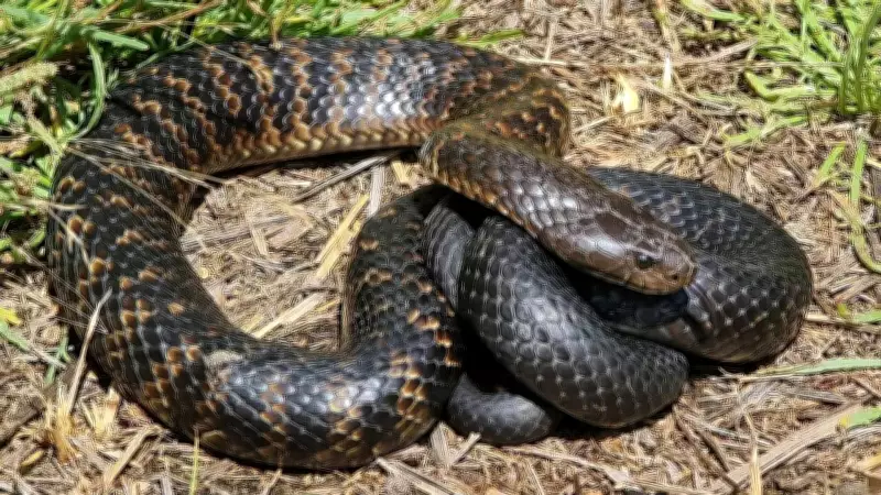 Tiger Snakes: How Isolation and Adaptation Shaped Australia's Venomous Reptile