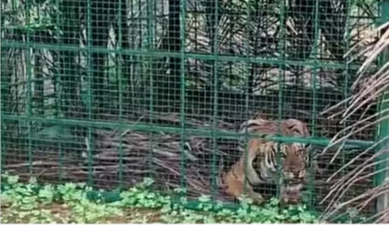 Tiger Trapped in Cage at Ex-MLA's Farm in Mysuru After Frequent Sightings
