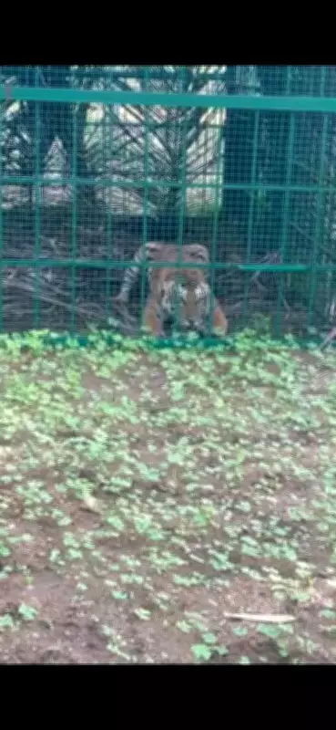 Tiger Trapped in Hunsur After Three-Week Operation, Villagers Relieved