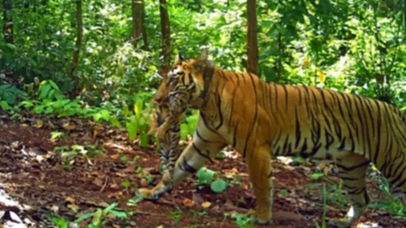 Tigress Zeenat, Known for 300 km Journey, Gives Birth to 4 Cubs