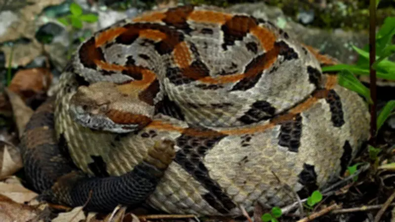 Timber Rattlesnake: Elusive and Misunderstood Forest Dweller