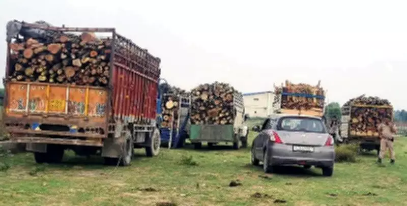 Timber Smuggling Foiled in Nurpur: 7 Vehicles Impounded by Police