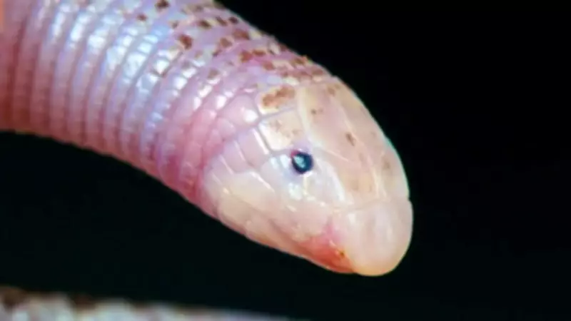 Toothless Snakes: Meet the Unusual Serpents Thriving Without Fangs