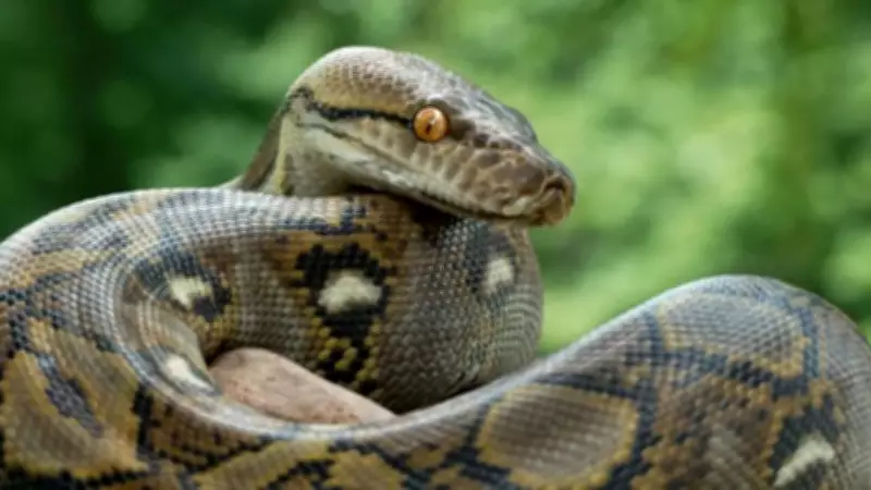 Top Heaviest Snakes in the World: Green Anaconda, African Rock Python, and More